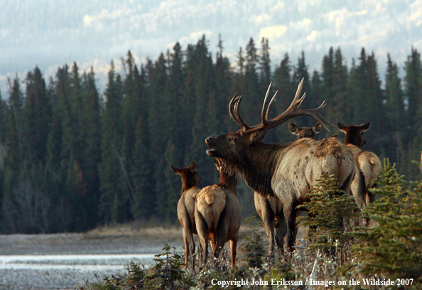 Rocky Mountain Elk herd