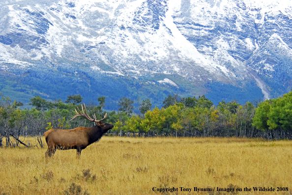 Rocky Mountain Elk in habitat