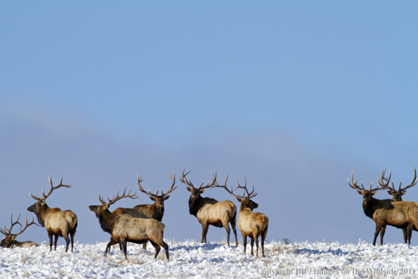 Rocky Mountain Elk in winter. 