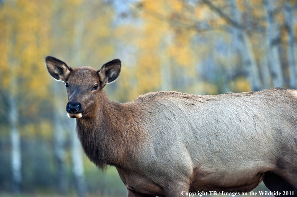 Rocky Mountain cow elk in habitat. 