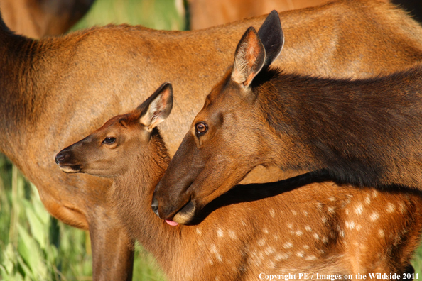 Cow elk with calf. 