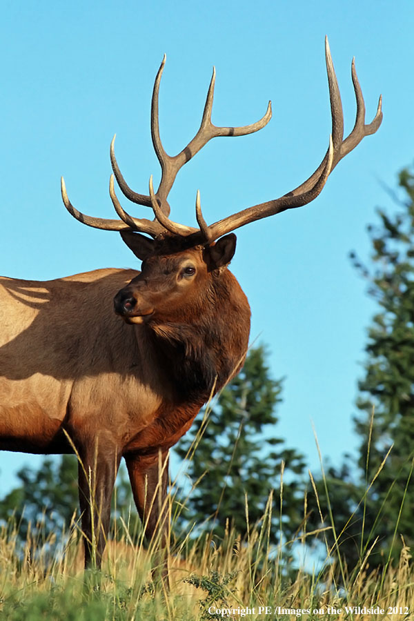 Rocky Mountain Elk in habitat.