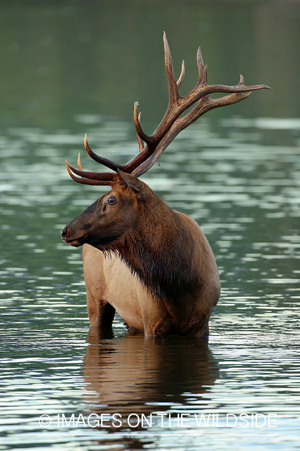 Rocky Mountain Elk in habitat.