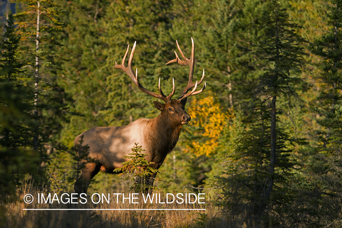 Rocky Mountain Bull Elk in habitat.