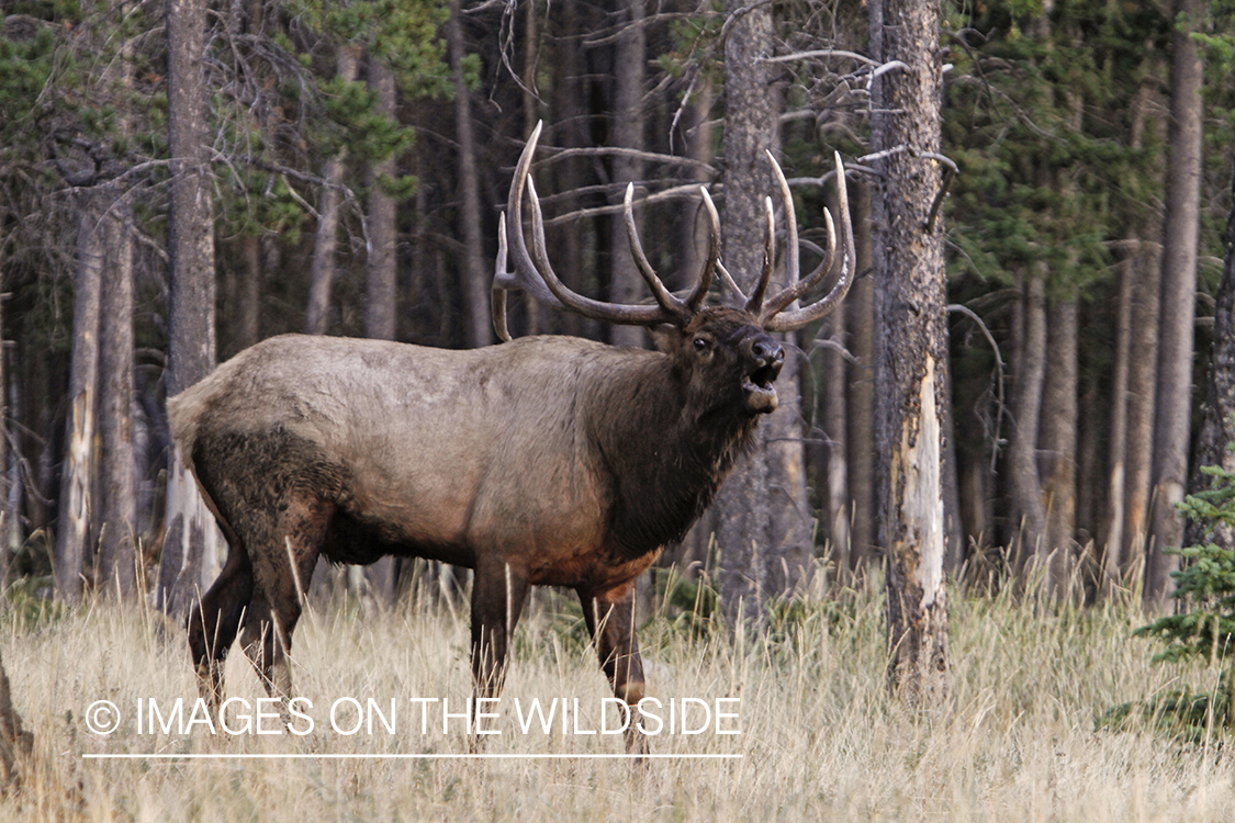 Rocky Mountain Bull Elk bugling in habitat.