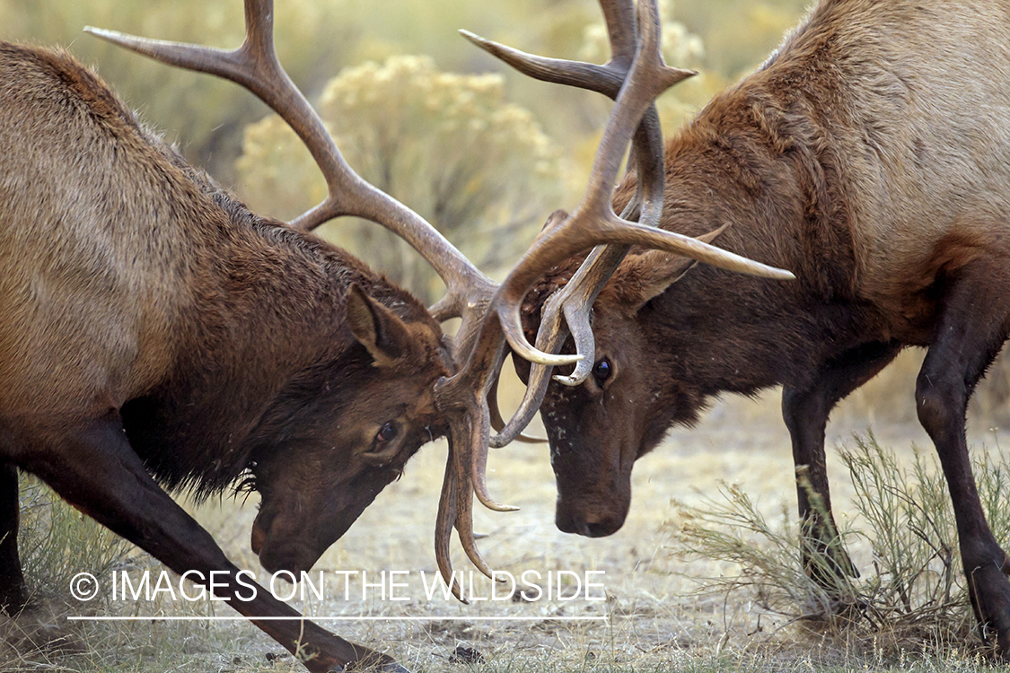 Rocky Mountain Bull Elk fighting in habitat.