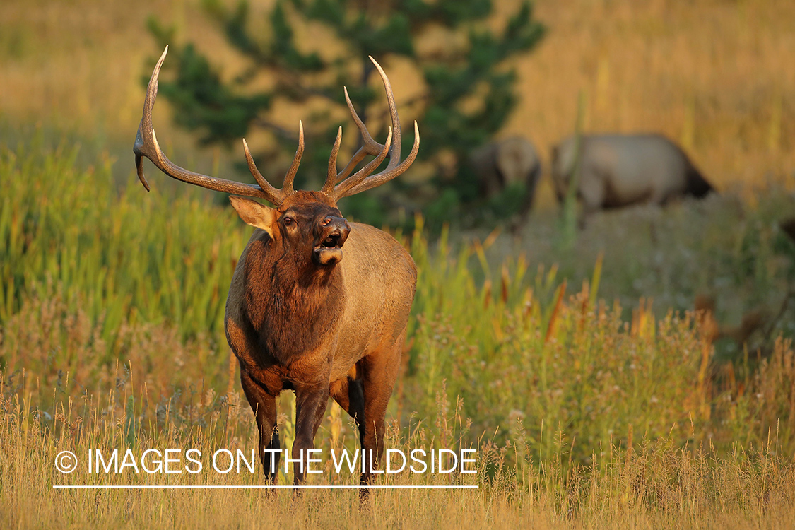 Rocky Mountain bull elk bugling.