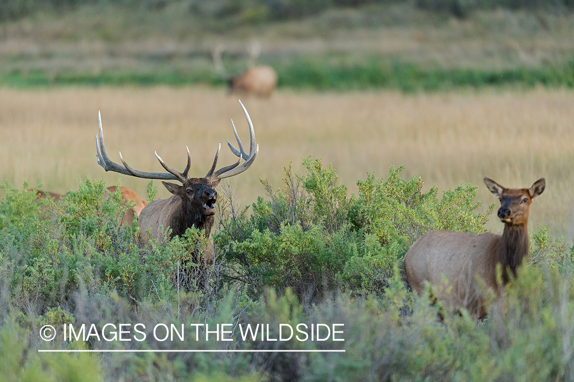 Bull elk bugling in field.