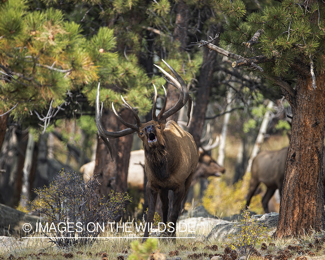 Bull elk bugling.