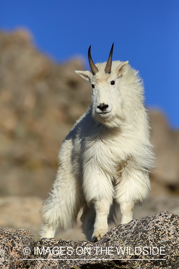 Rocky Mountain Goat in habitat. 