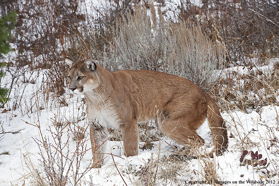 Mountain Lion in habitat.