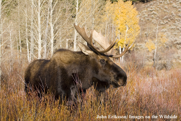 Shiras bull moose in habitat.