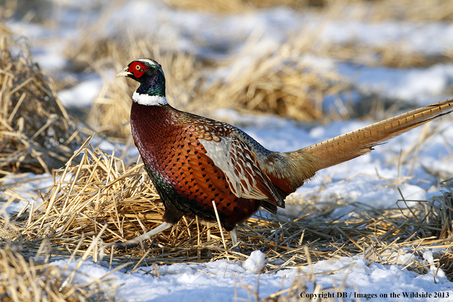 Ring-necked pheasant in habitat