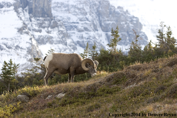 Rocky Mountain bighorn sheep (ram).