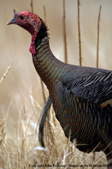 Eastern Wild Turkey