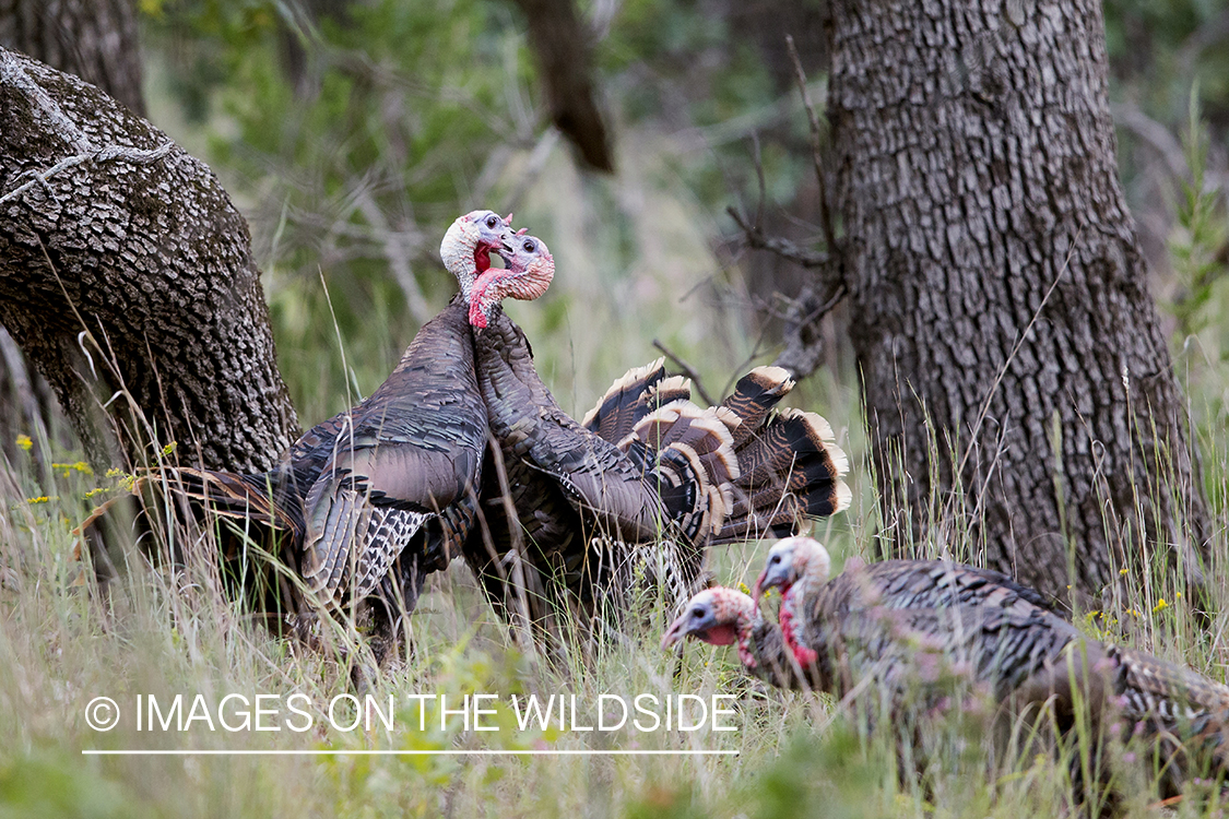 Eastern Wild Turkey toms fighting. 