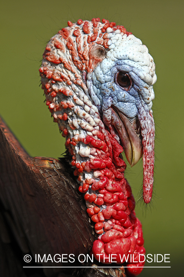 Rio grande turkey gobbler in spring habitat.