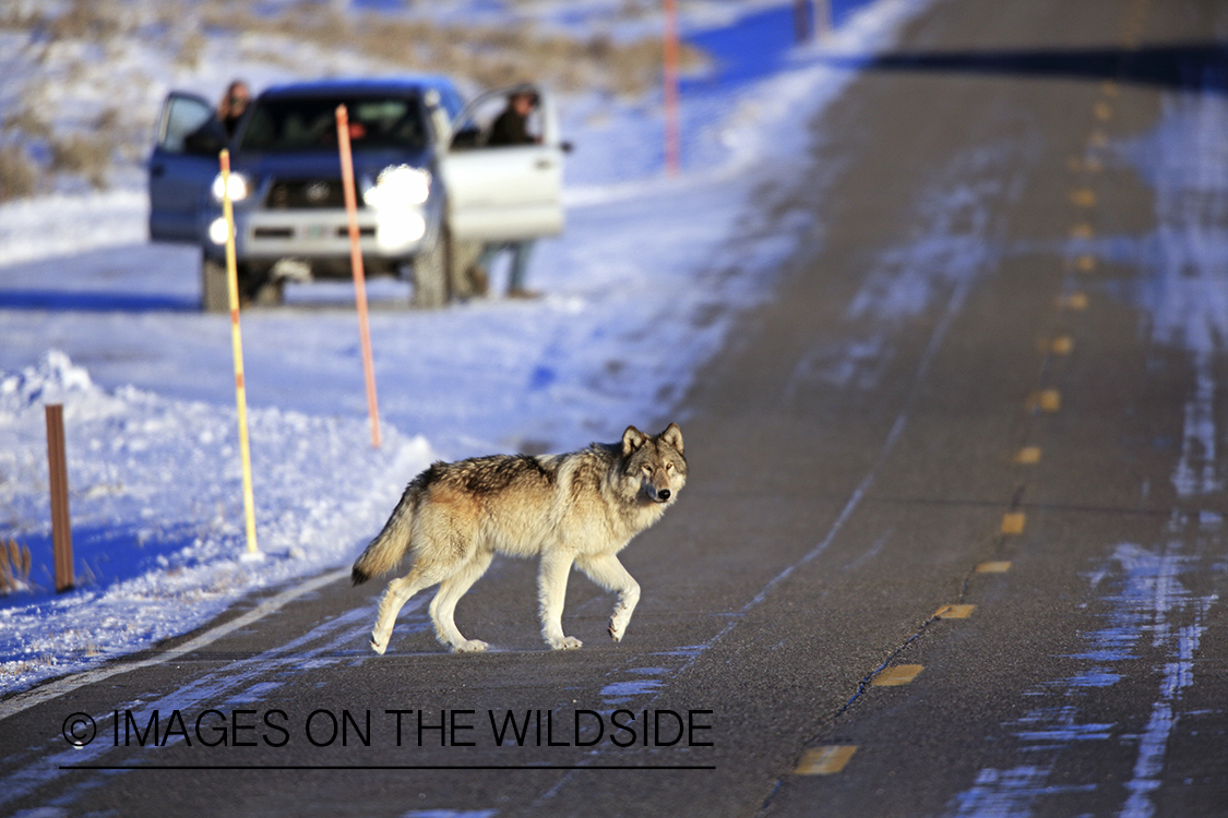 Wild free-ranging gray wolf crossing highway in Yellowstone National Park.
