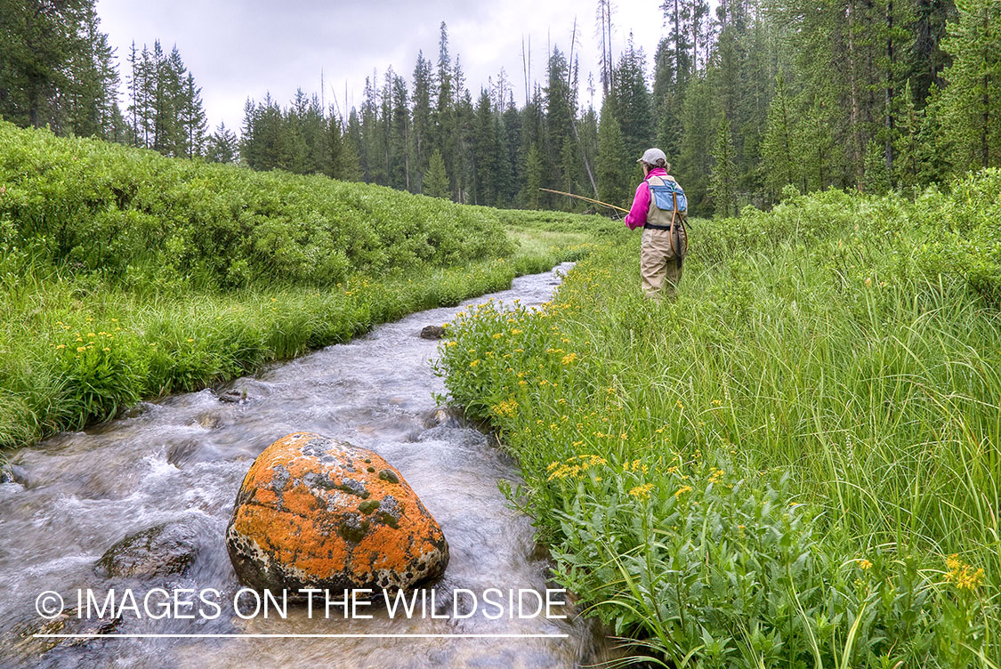 Flyfishing on a small stream in Montana.