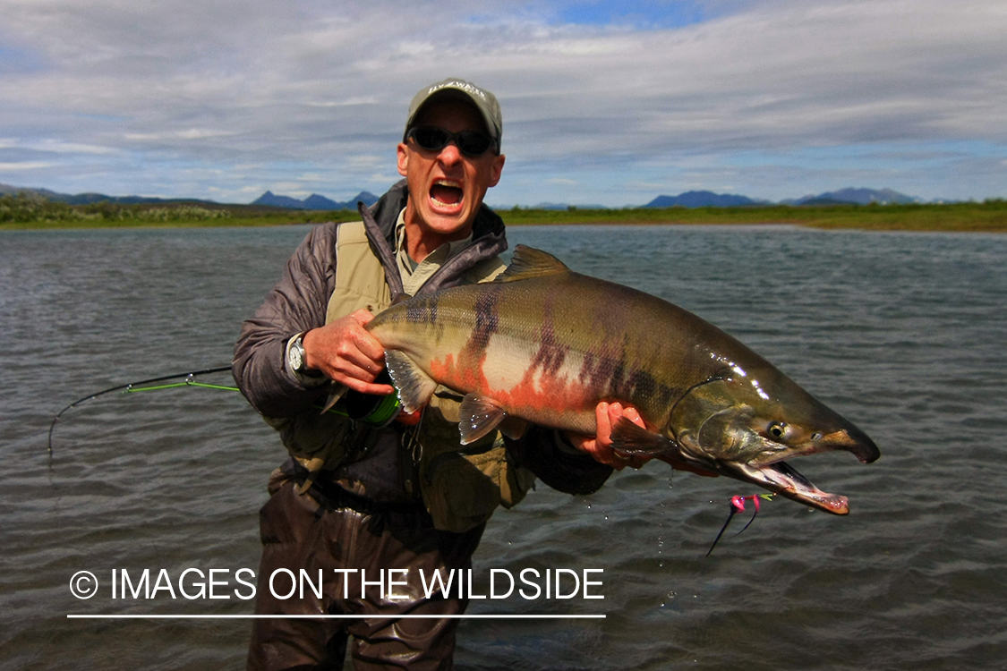 Flyfisherman with chum salmon catch.