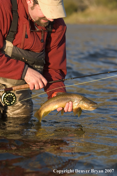 Flyfisherman holding brown trout.