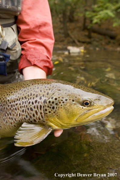 Close-up of nice brown trout.