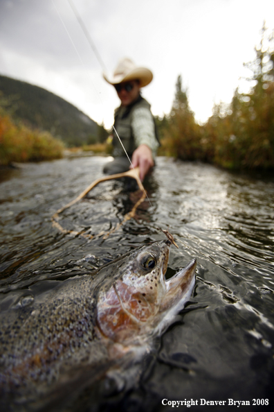 Flyfisherman Landing Rainbow Trout