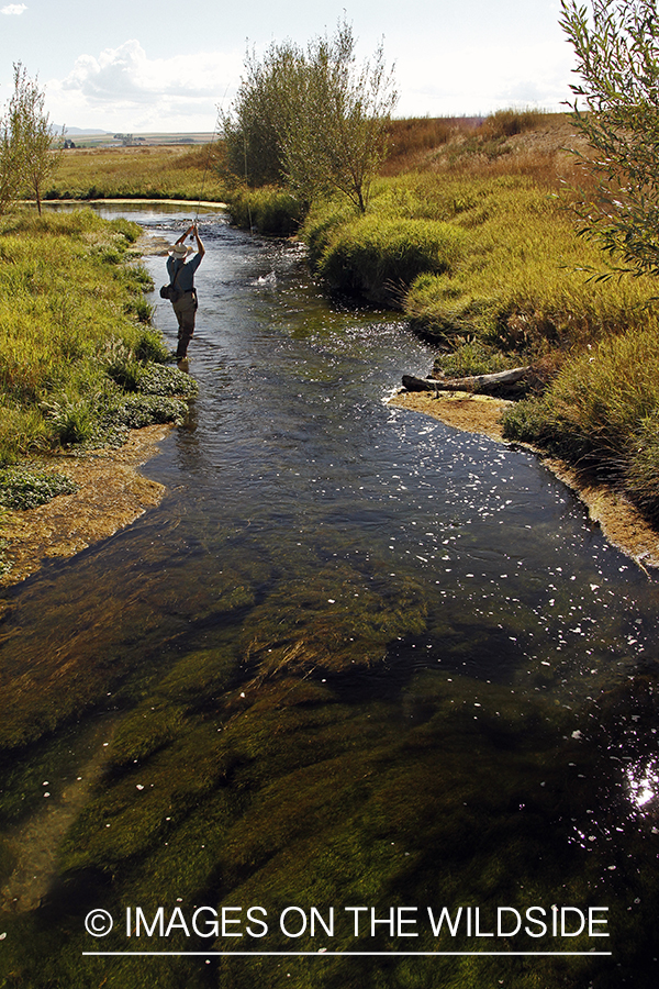 Flyfisherman fighting trout on small stream.