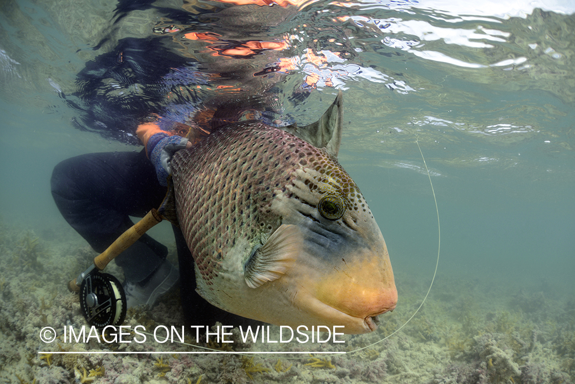 Flyfisherman with peachy triggerfish.