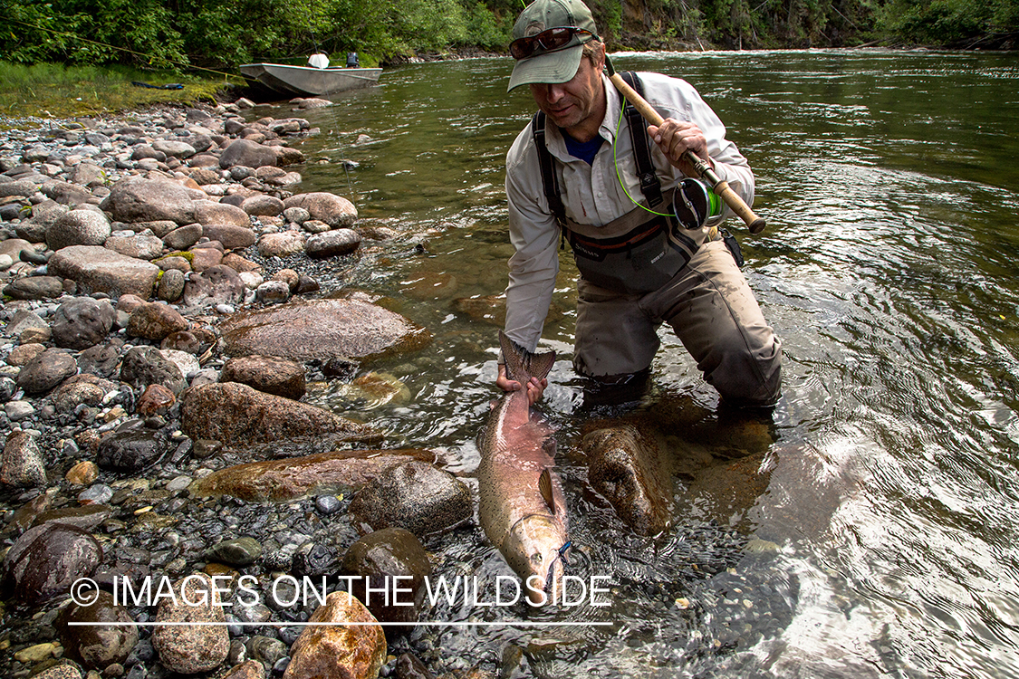 Flyfisherman with king salmon on Nakina River, British Columbia.