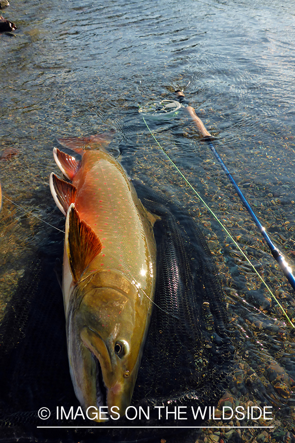 Bull trout on fishing net.