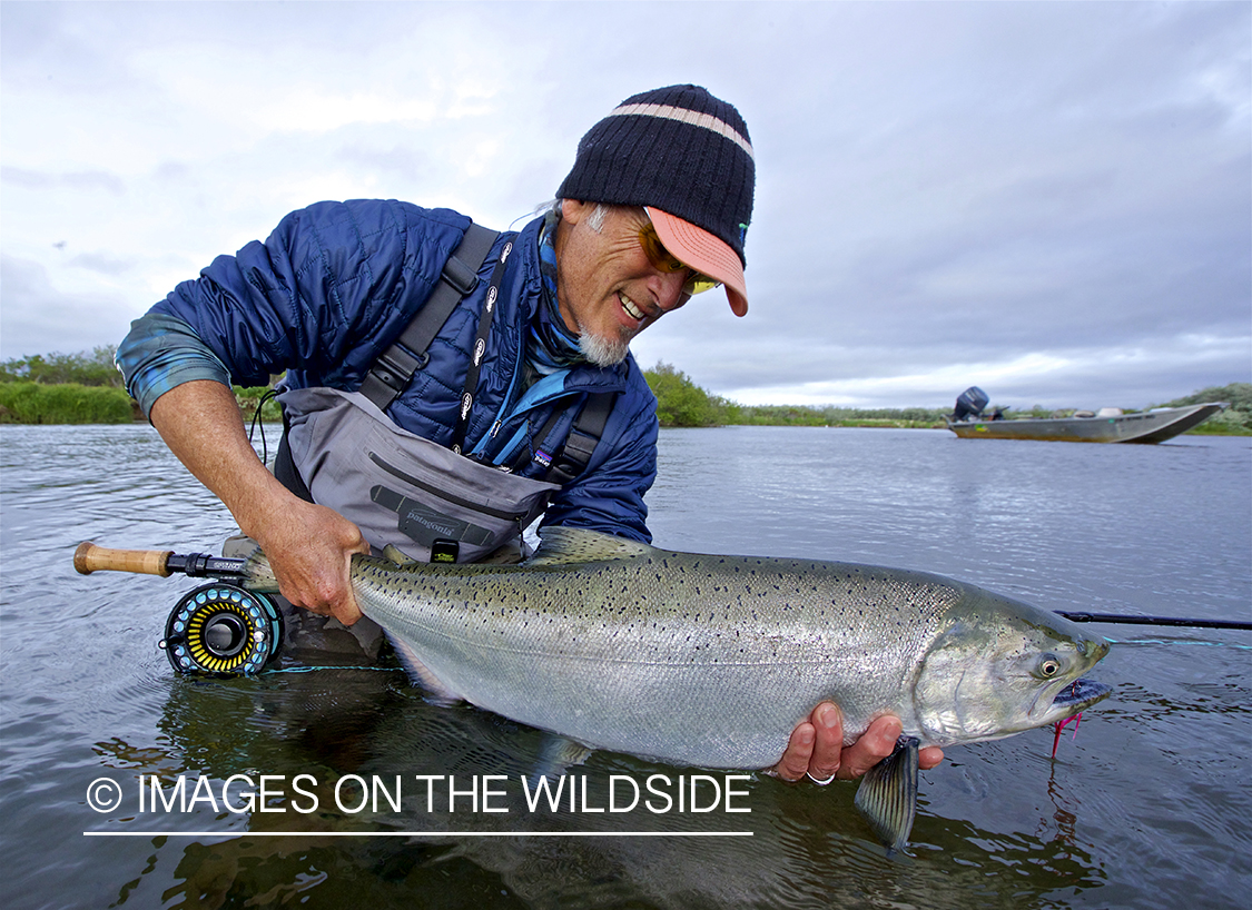 Flyfisherman releasing King Salmon.