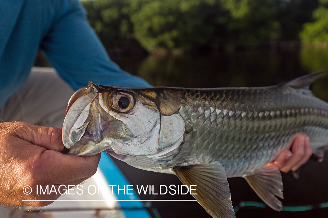 Flyfisherman releasing tarpon.