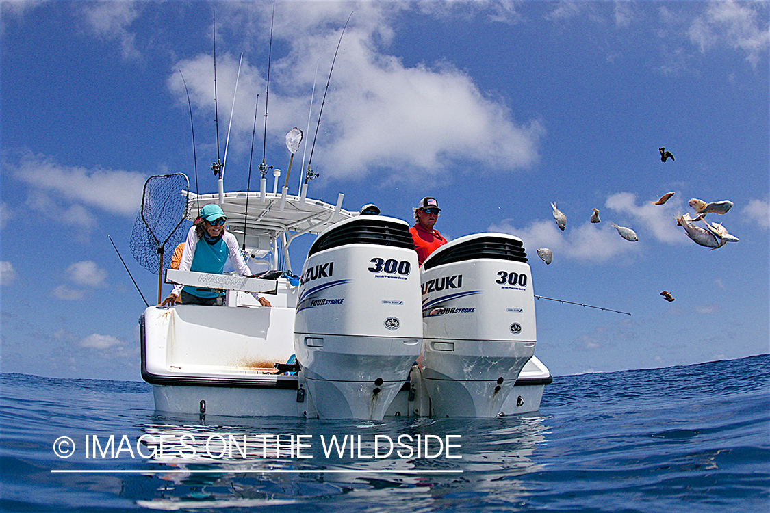 Chumming for fish off back of boat.