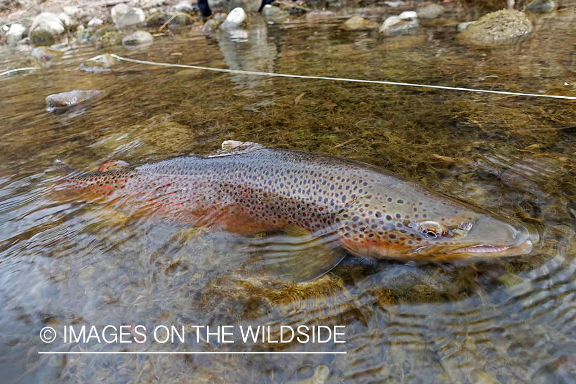 Landed brown trout in water.