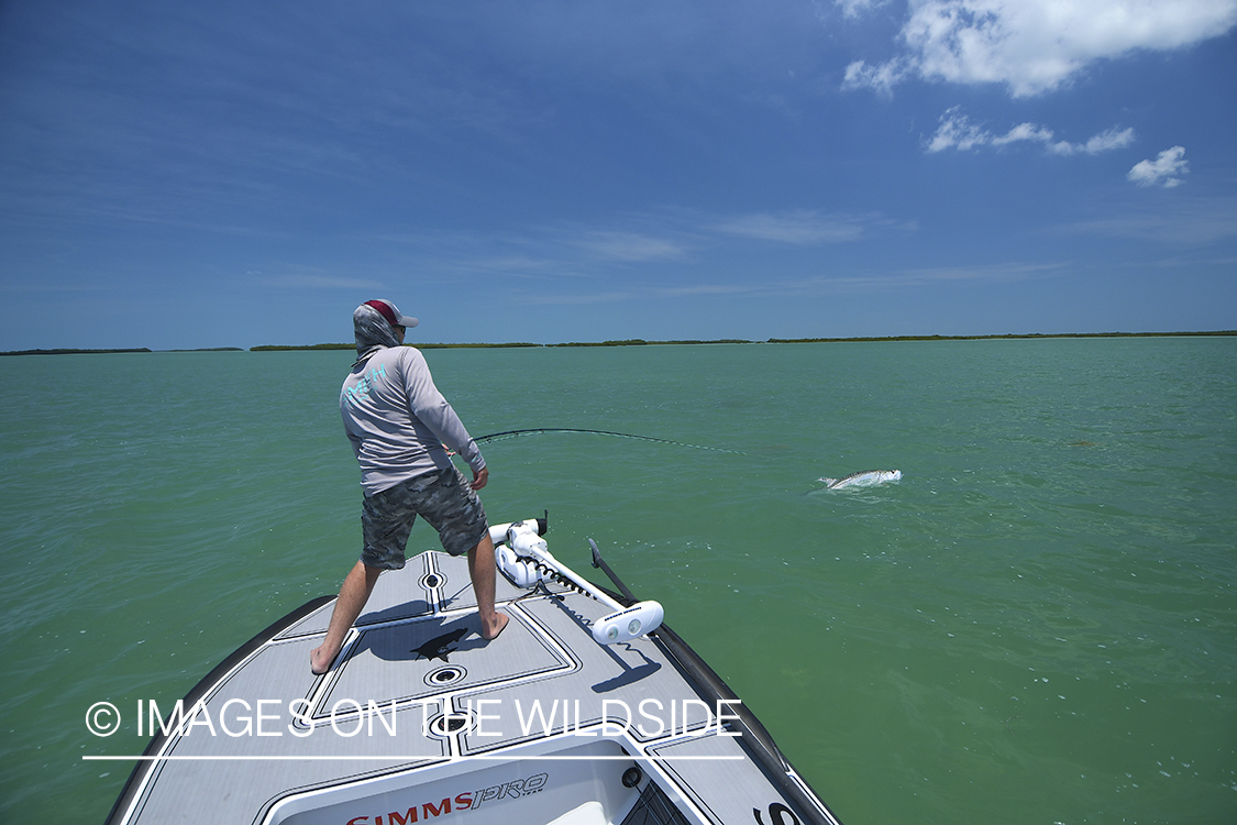 Flyfisherman landing tarpon on flats of Florida Keys.