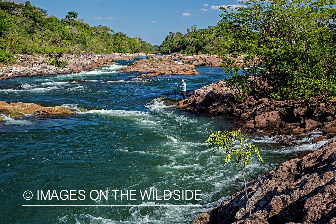 Flyfisherman casting fly on river in Kendjam region, Brazil.