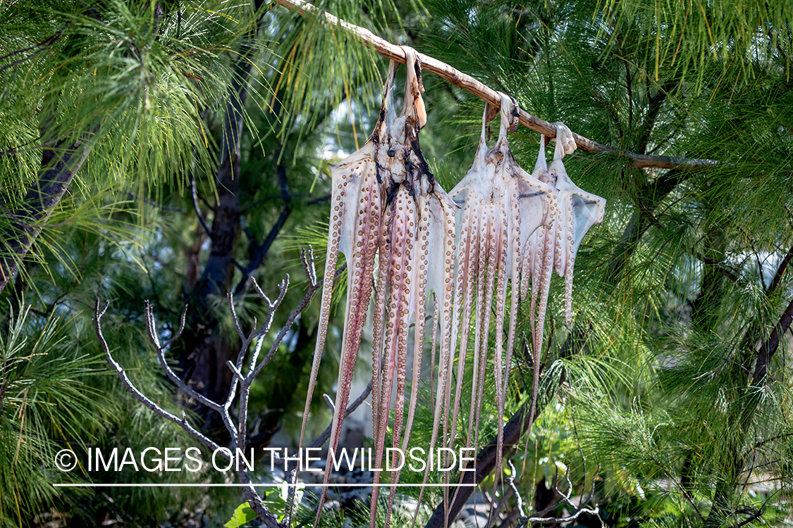 Octopus hanging to dry. 