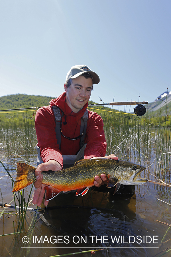 Flyfisherman releasing brook trout.