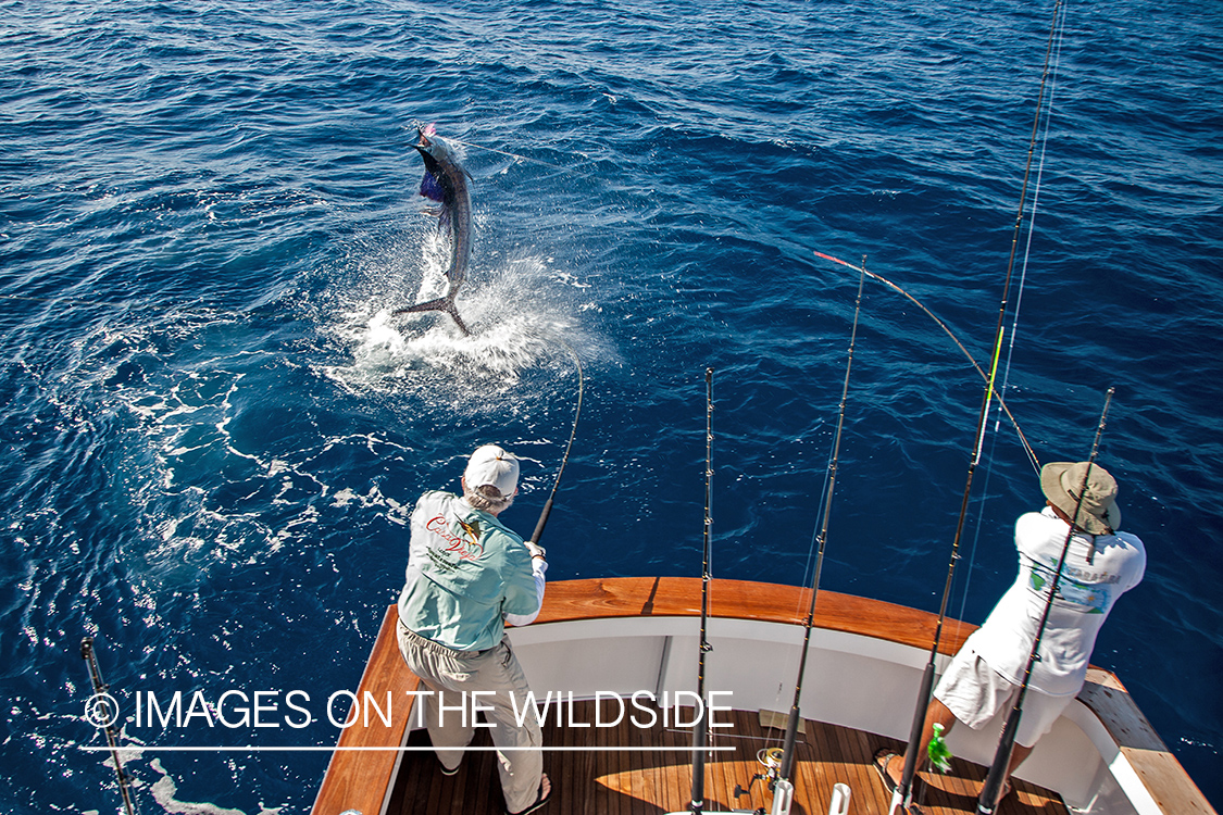 Fishermen fighting with jumping sailfish.