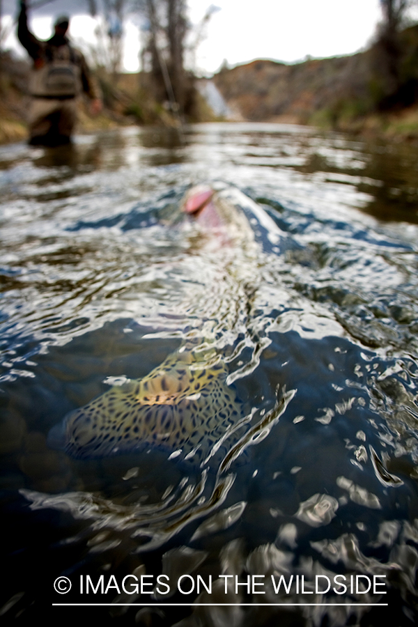 Flyfisherman fighting rainbow trout.