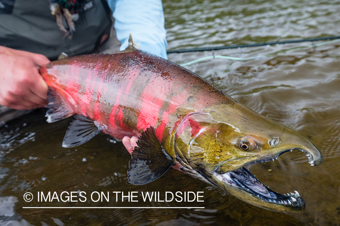 Flyfisherman with cherry salmon in Sedanka river in Kamchatka Peninsula, Russia.