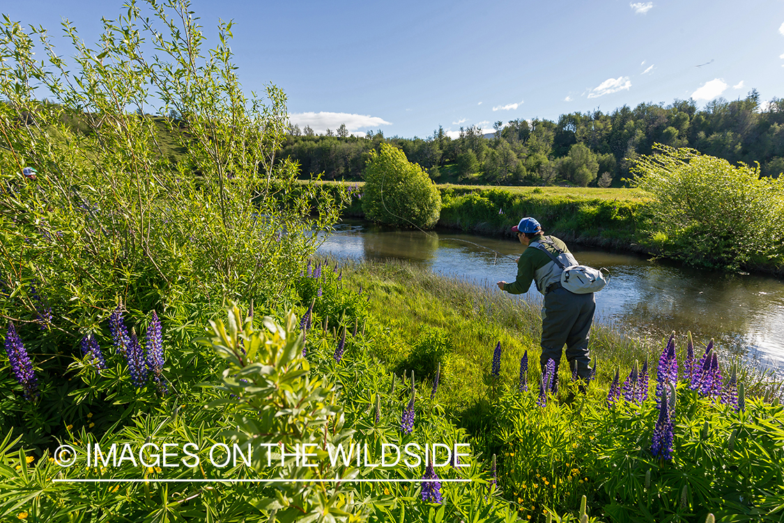 Flyfisherman on stream.