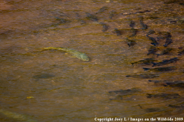 Golden Dorado with school of fish