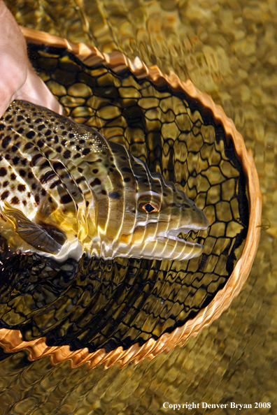 Brown Trout in habitat