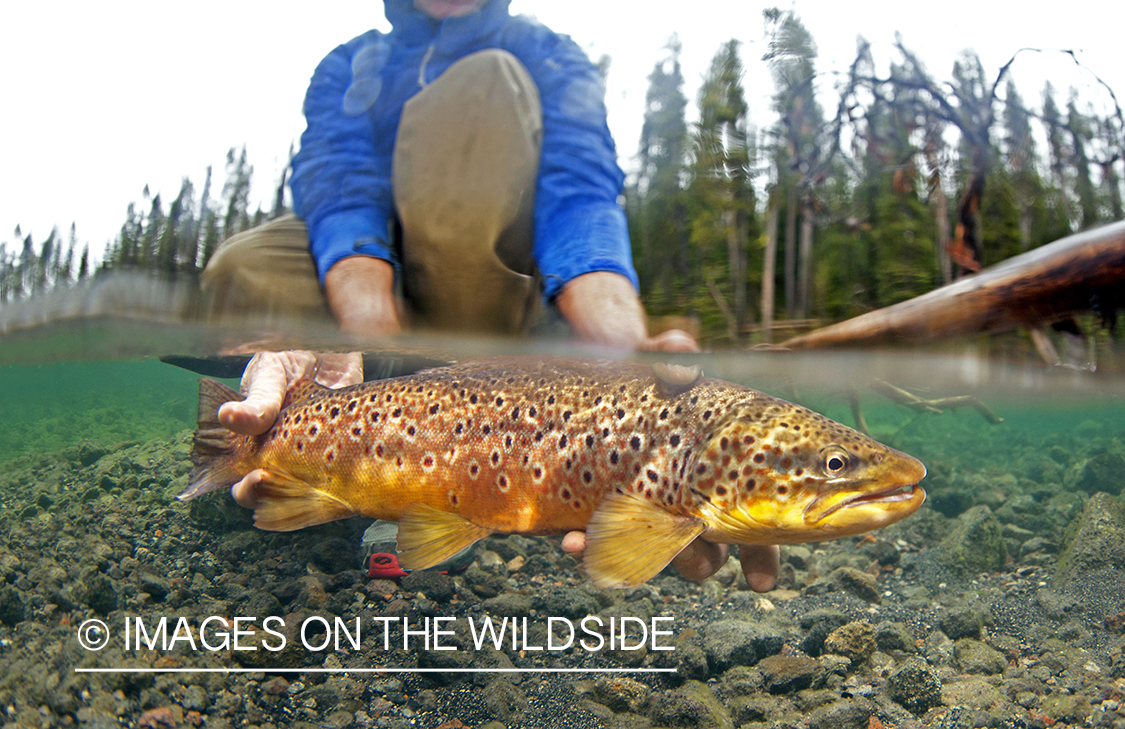 Flyfisherman releasing brown trout.