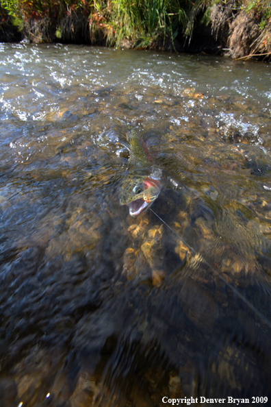 Rainbow trout in small stream