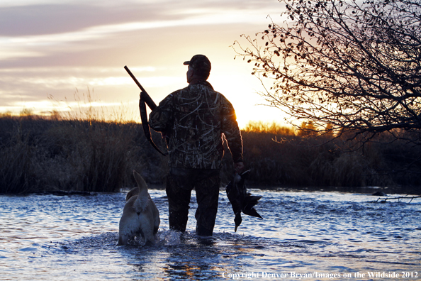 Duck hunter with bagged mallards and yellow labrador retriever. 