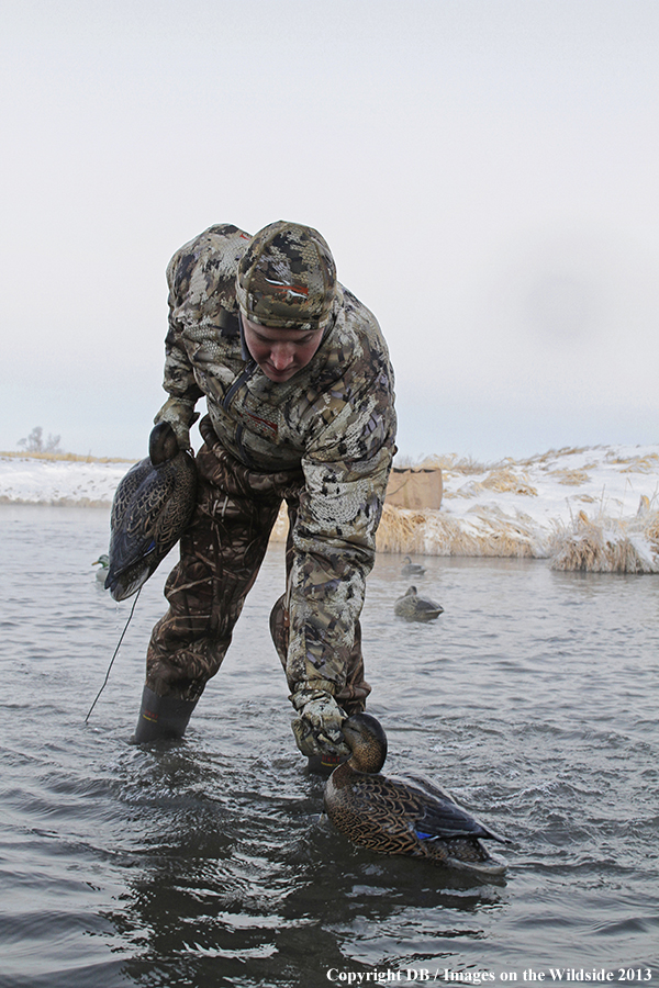 Waterfowl hunter picking up decoys.