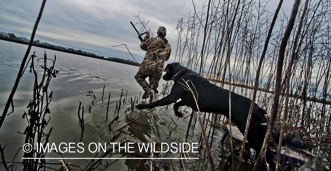 Waterfowl hunter in wetlands with black lab.